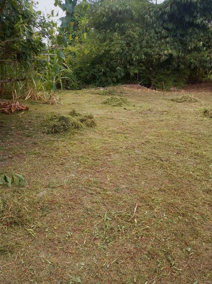 Cleared, level ground bordered by bamboo and sugarcane.