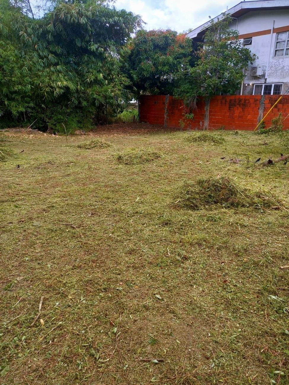 The cleared parcel at No. 4 New Road, looking across level lawn toward the brick boundary wall and mango tree.